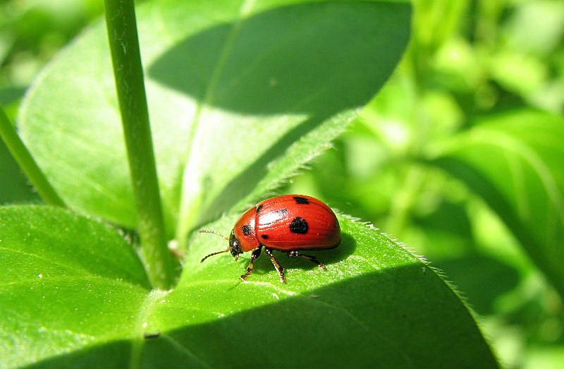 Gonioctena fornicata dal basso Piemonte a Garda